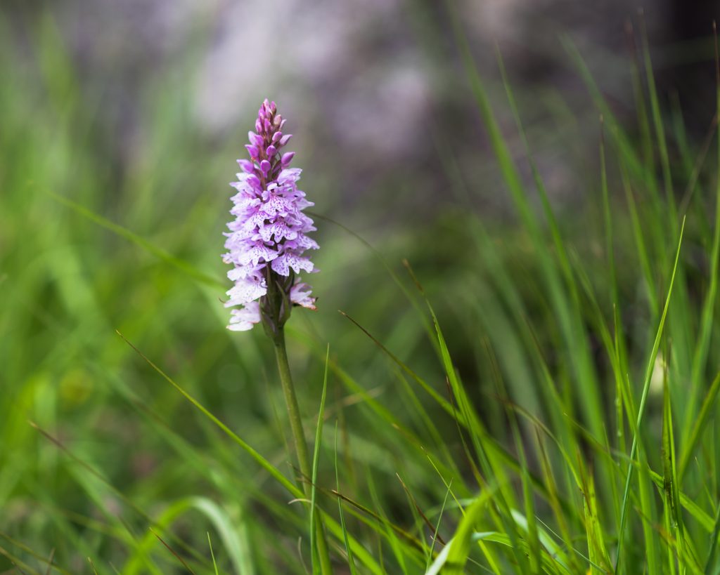 Vild orkidé i Norge