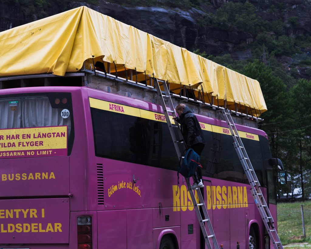 Rosabussarnas vandringsresa till Norge. 