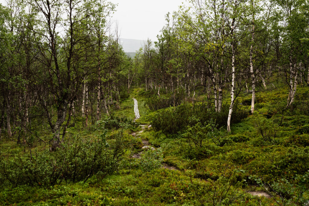 Padjelantaleden genom björkskog. 